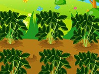 長(zhǎng)生果——花生